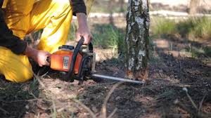 Best Tree Removal  in New Carlisle, IN